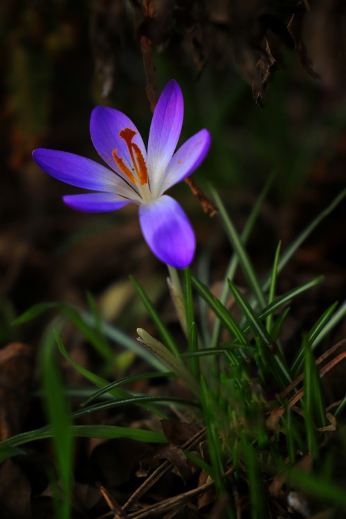 Crocus