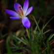 Crocus
