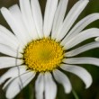 Margarétka