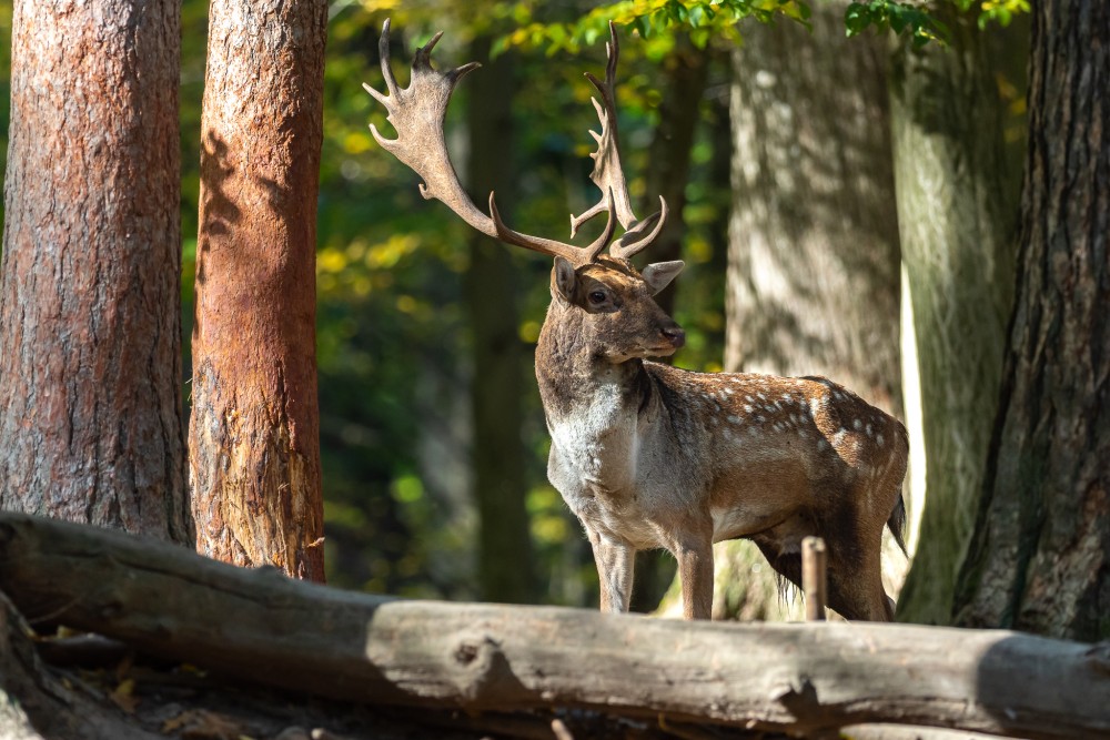 Daniel škvrnitý, The fallow deer (Dama dama)