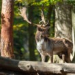Daniel škvrnitý, The fallow deer (Dama dama)