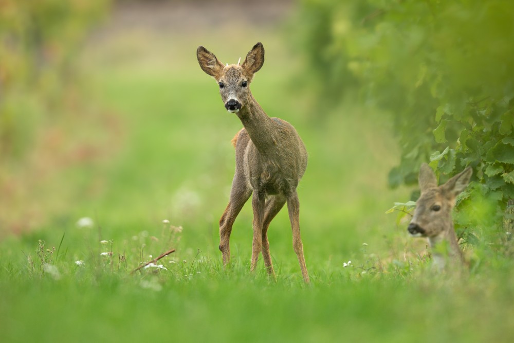 Srnec lesný (Capreolus capreolus)