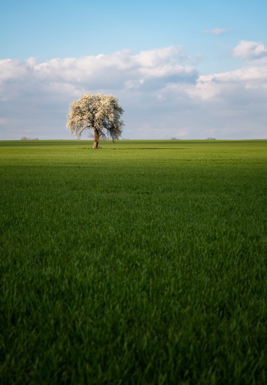 kvitnúca hruška