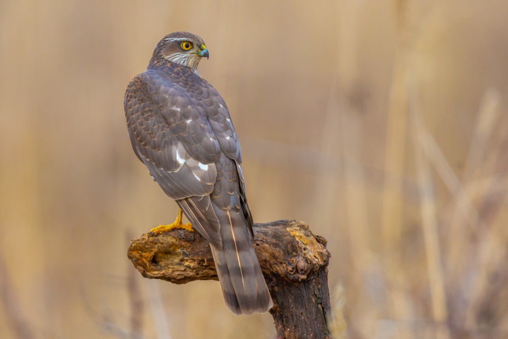 Jastrab krahulec, The Eurasian sparrowhawk (Accipiter nisus)