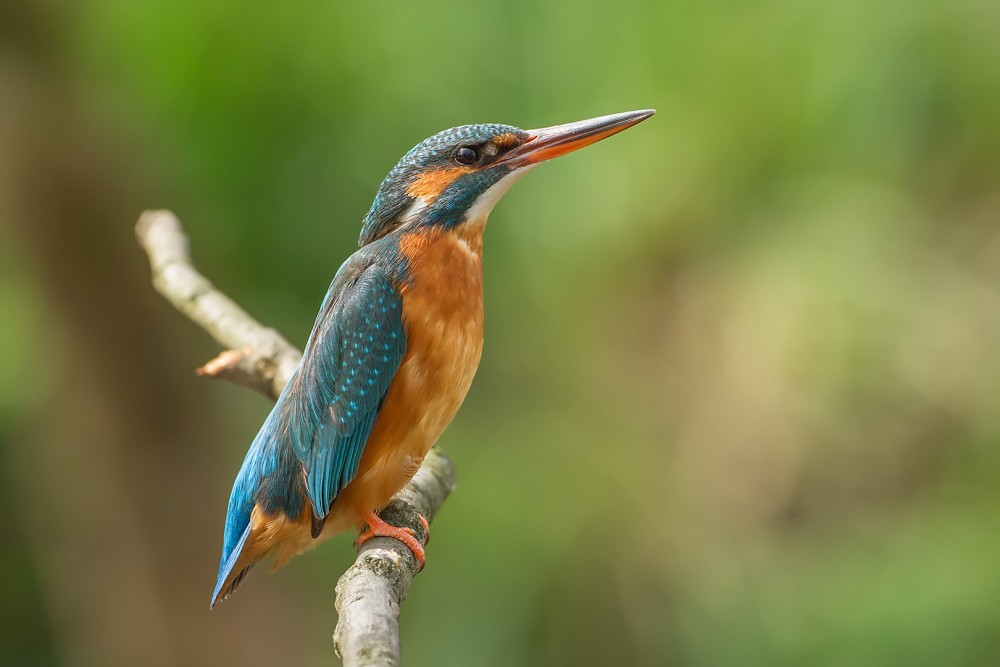 Ledňáček říční (Alcedo atthis)