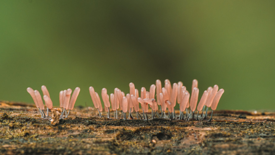 Stemonitopsis typhina