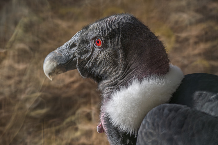 Kondor veľký (Vultur gryphus)