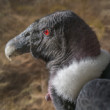 Kondor veľký (Vultur gryphus)