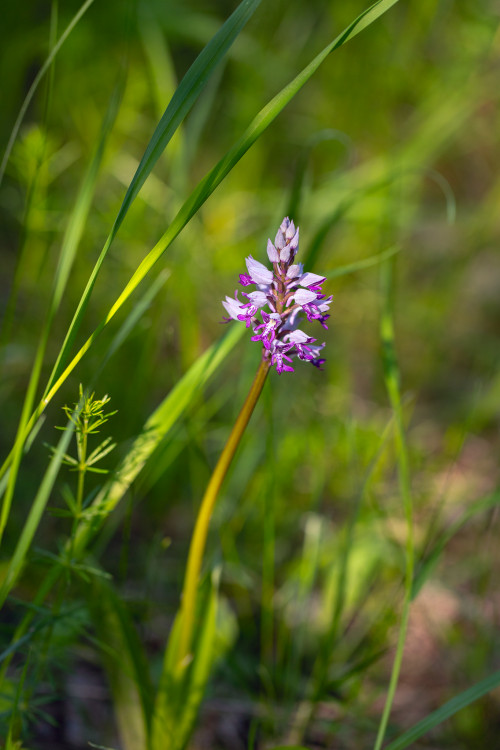 Vstavač vojenský (Orchis militaris) 2