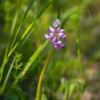 Vstavač vojenský (Orchis militaris) 2