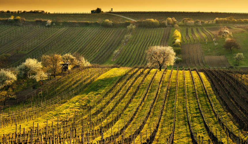 čejkovicka čerešna