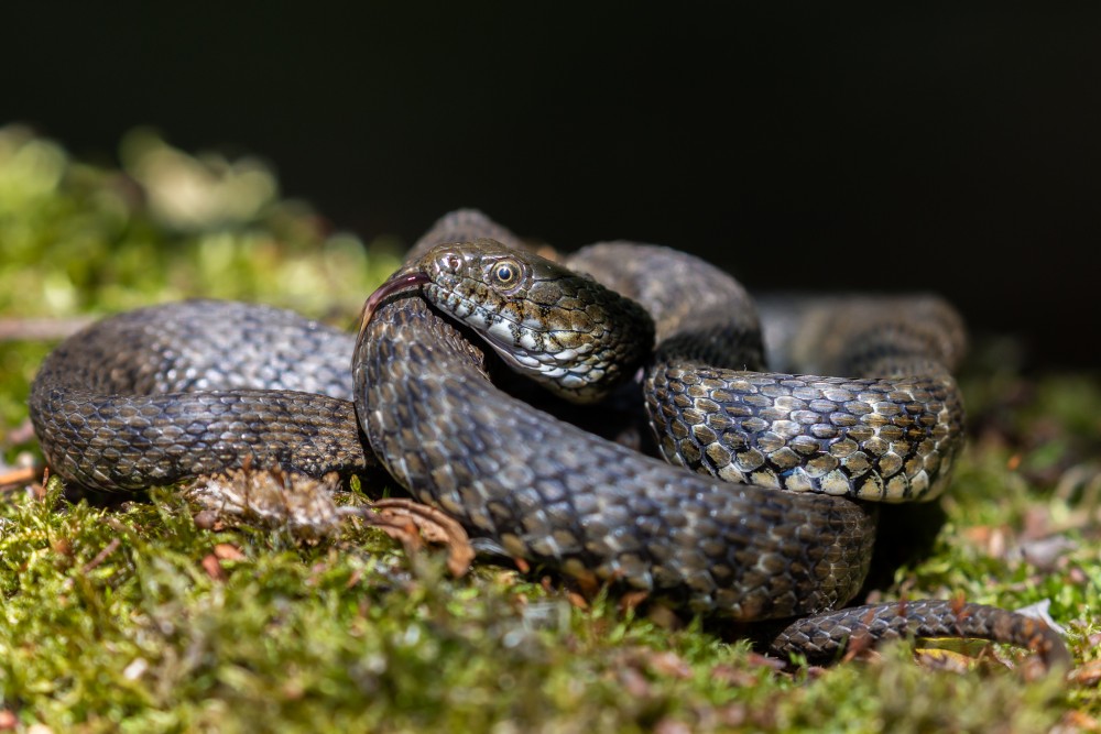 Užovka fŕkaná (Natrix tessellata)