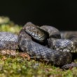 Užovka fŕkaná (Natrix tessellata)