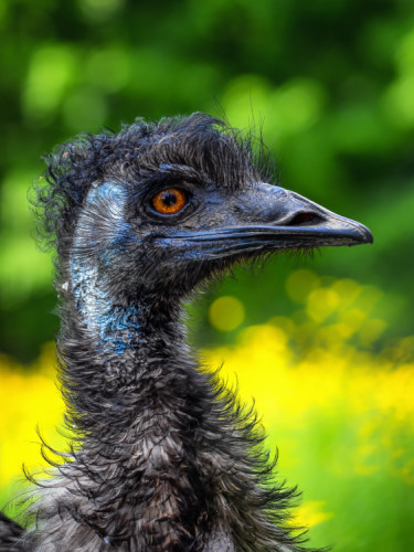 Emu