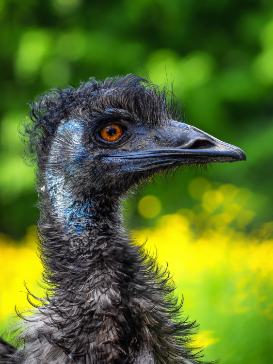 Emu
