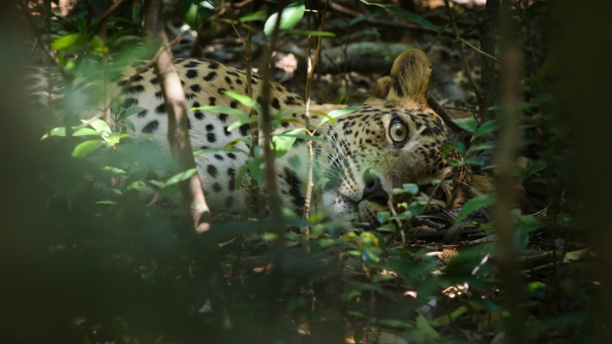 leopard srílanský, NP Wilpattu, Srí Lanka