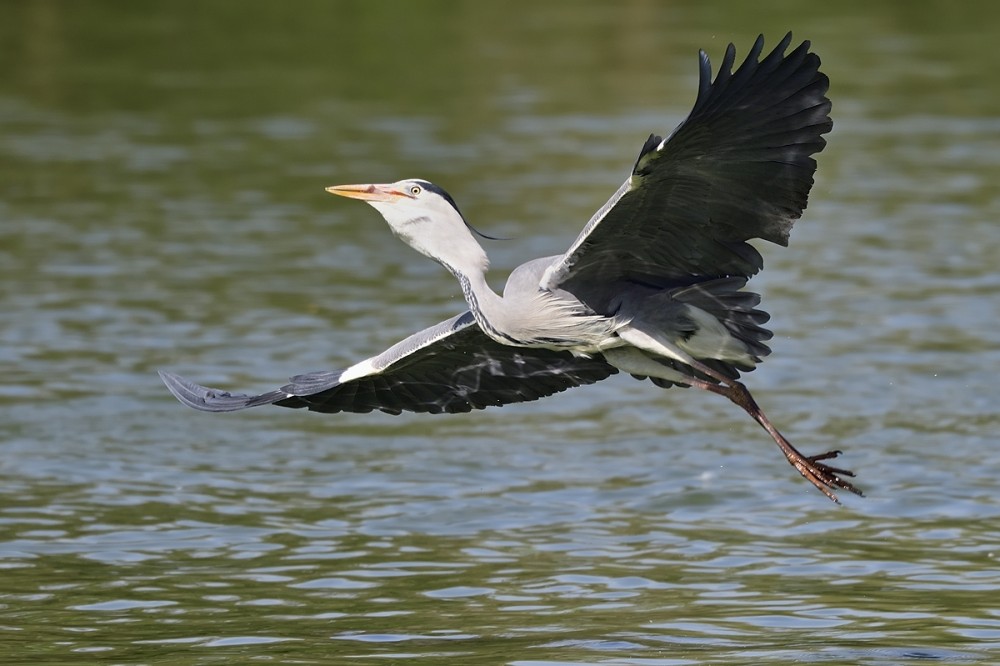 Ardea cinerea