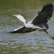 Ardea cinerea