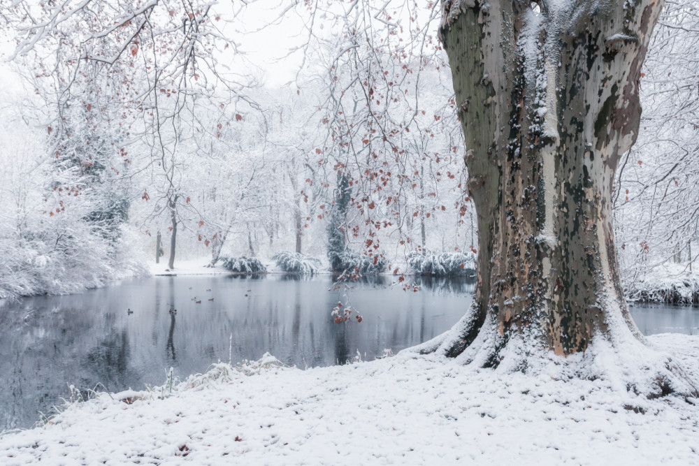 V Zámockej záhrade