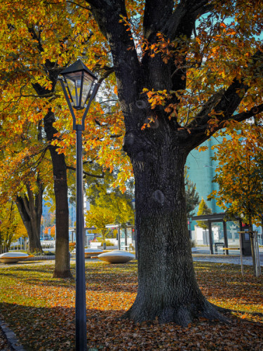 Jeseň v Trnave