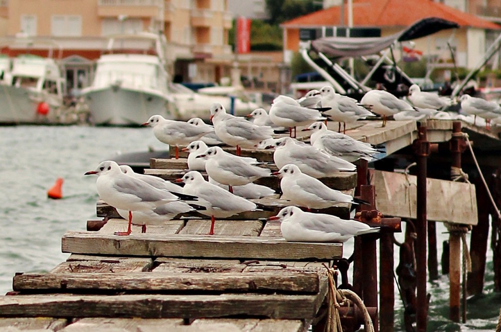 siesta