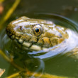 Užovka fŕkaná