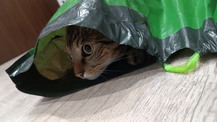 AGENT