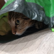 AGENT