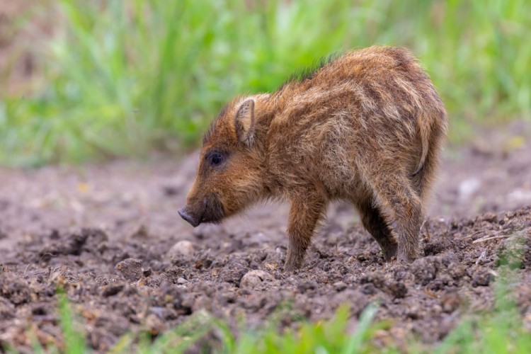 Diviak lesný, The wild boar (Sus scrofa)