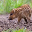 Diviak lesný, The wild boar (Sus scrofa)