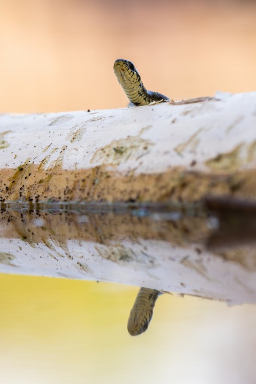 Užovka obojková, The grass snake (Natrix natrix)