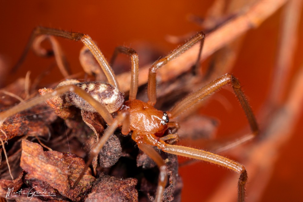 Steatoda grossa