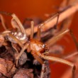 Steatoda grossa