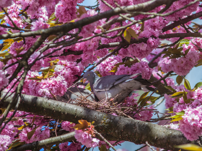Holub Hrivnák sa zahniezdil v korune sakury.