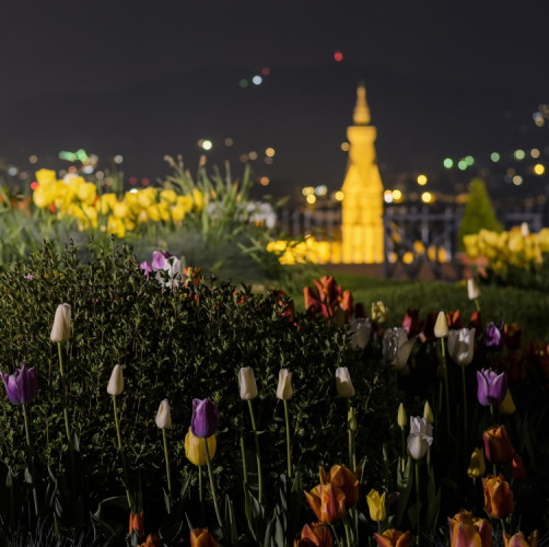 TULIPANI DA PIAZZALE MICHELANGELO - FIRENZE