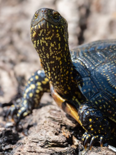 Korytnačka močiarna, The European pond turtle (Emys orbicularis)