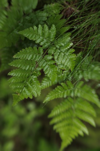 Zelené listy po letnom daždi