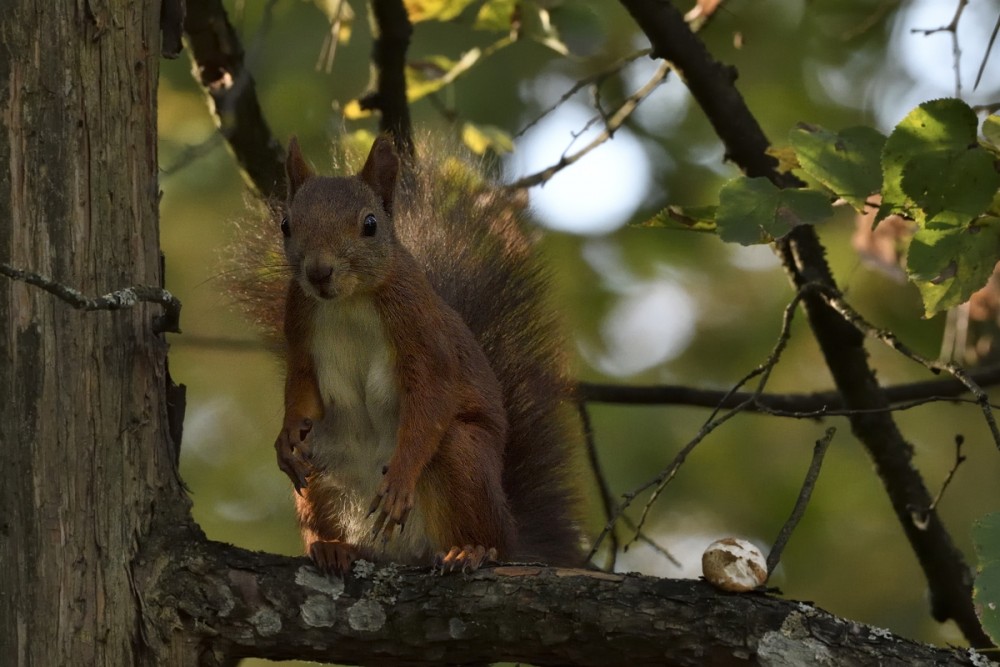 Sciurus vulgaris