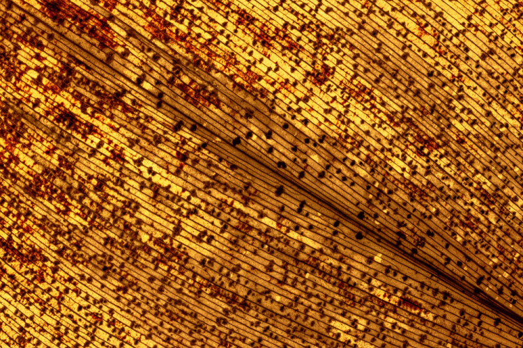 Jesenný list konvalinky