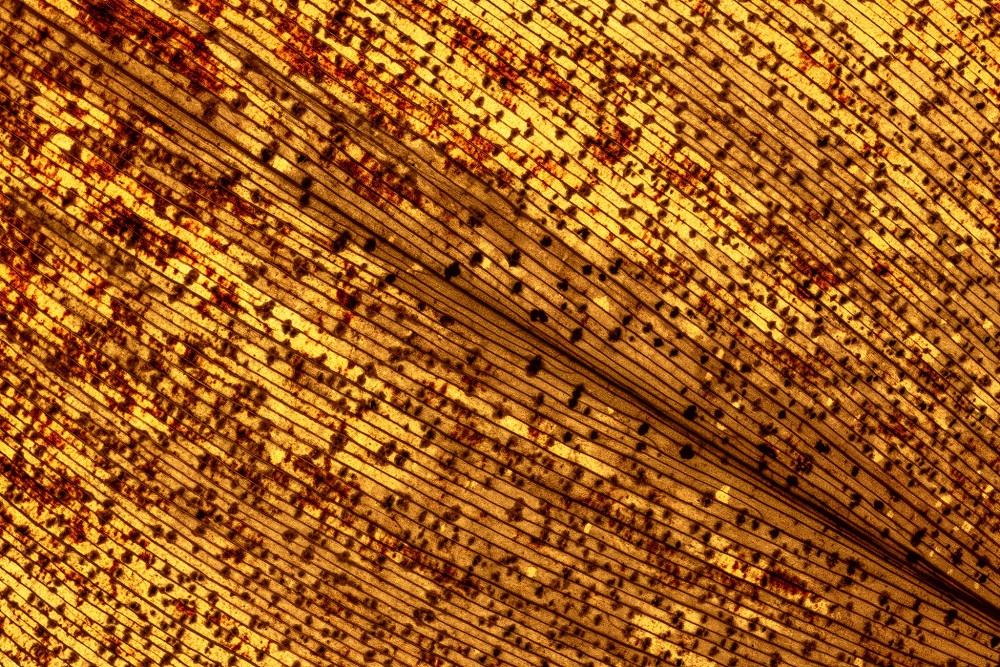 Jesenný list konvalinky