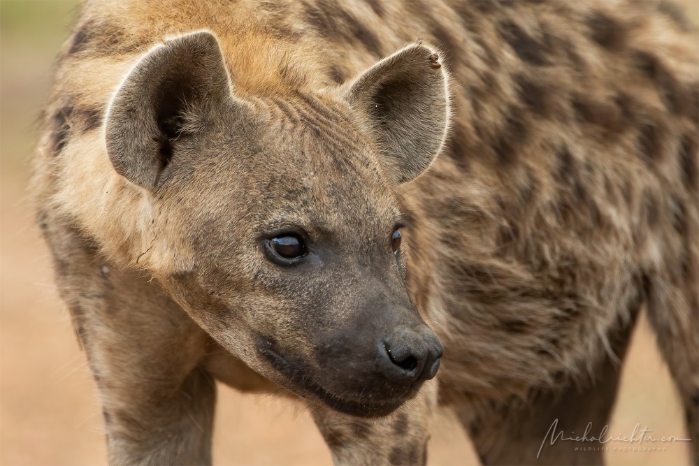 Crocuta crocuta (hyena škvrnitá)