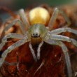 Cheiracanthium mildei