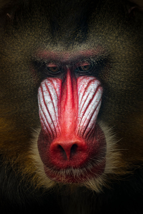 mandril