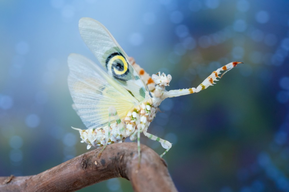 Pseudocreobotra wahlbergii