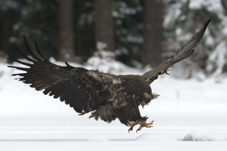 Haliaeetus albicilla