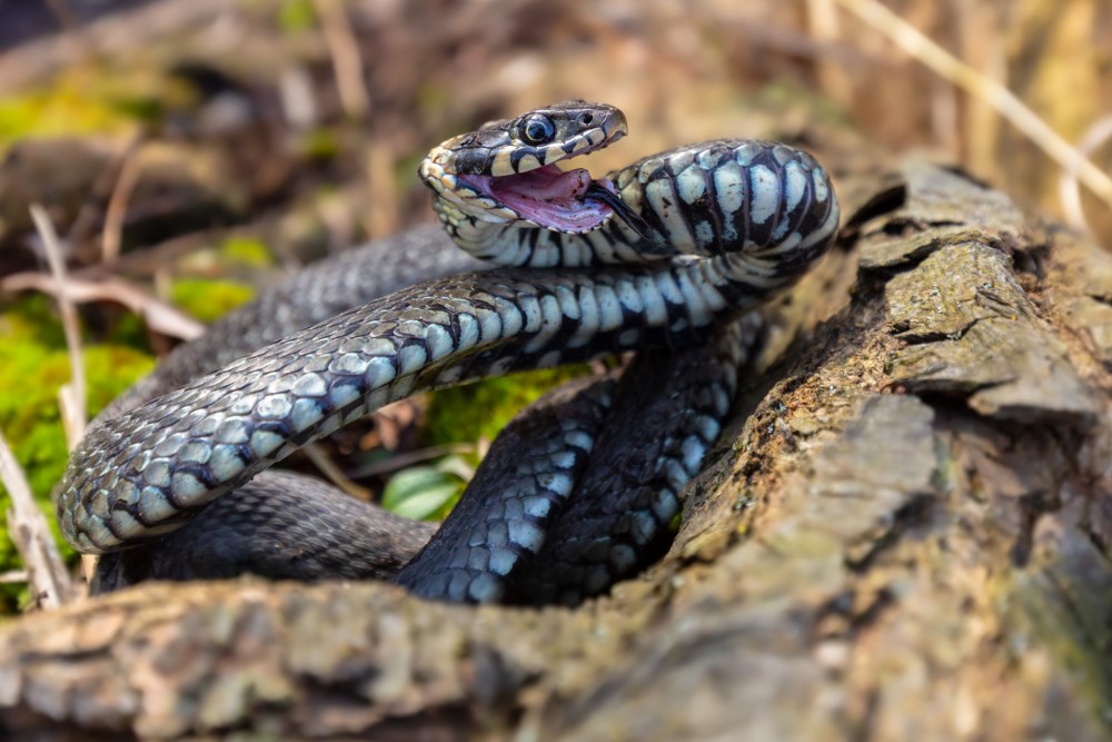 Užovka obojková, The grass snake (Natrix natrix)