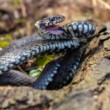 Užovka obojková, The grass snake (Natrix natrix)