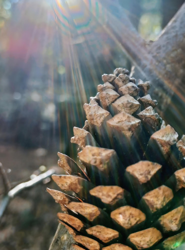 Fibonacciho postupnosť v prírode