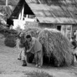 Gazdovia