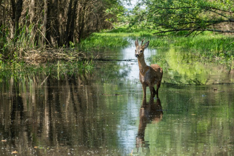 Srnec lesný, European roe deer (Capreolus capreolus)